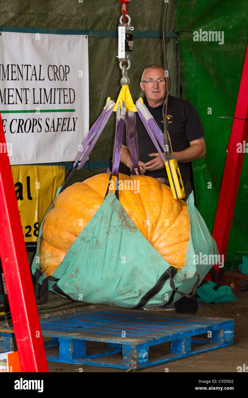 Pesatura Zucche di grandi dimensioni che sono stati inseriti per un concorso in Southport per una celebrazione nei pressi di Halloween Foto Stock
