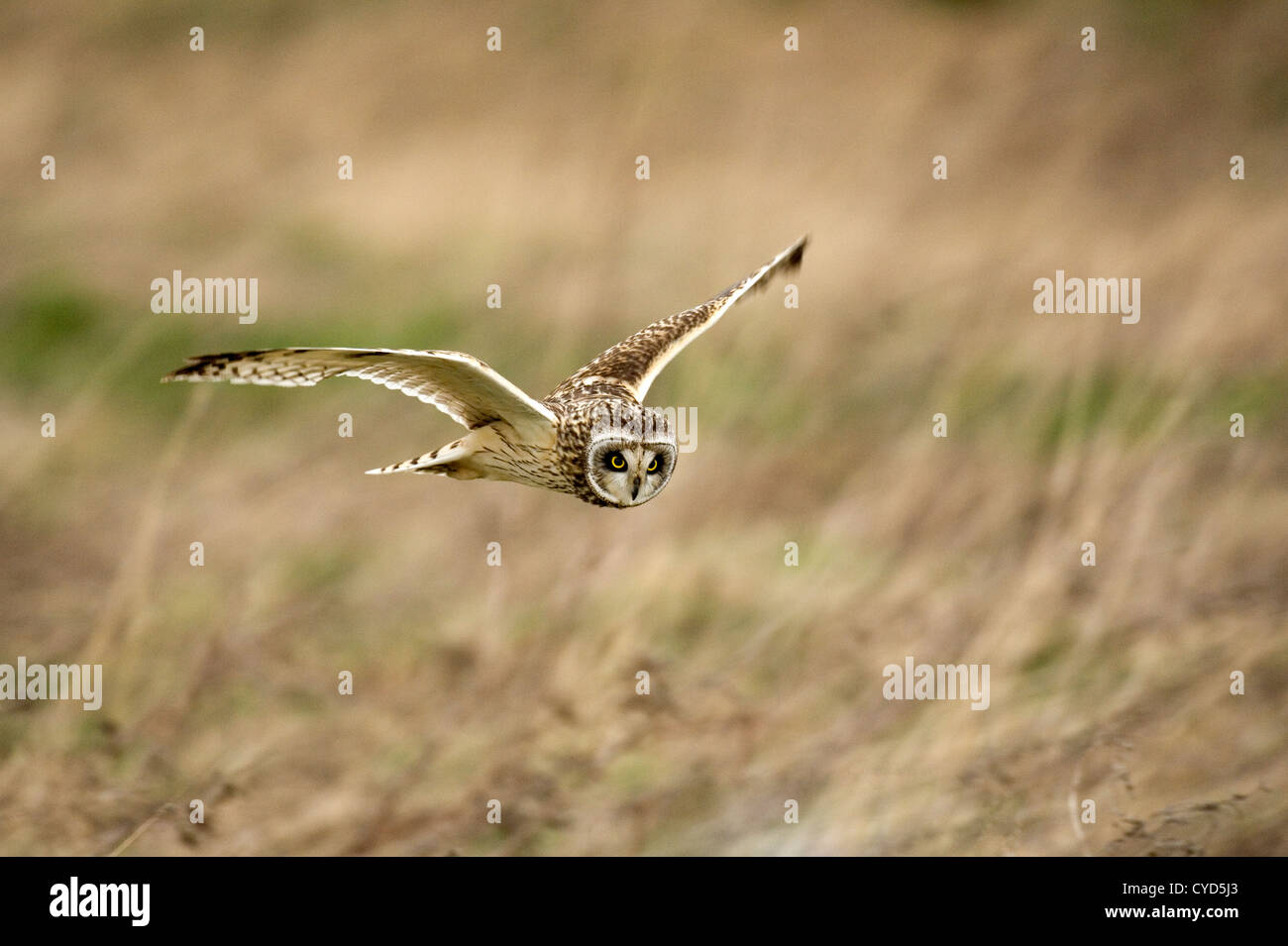 Corto-eared owl (Aseo flammeus) battenti nel selvaggio Foto Stock