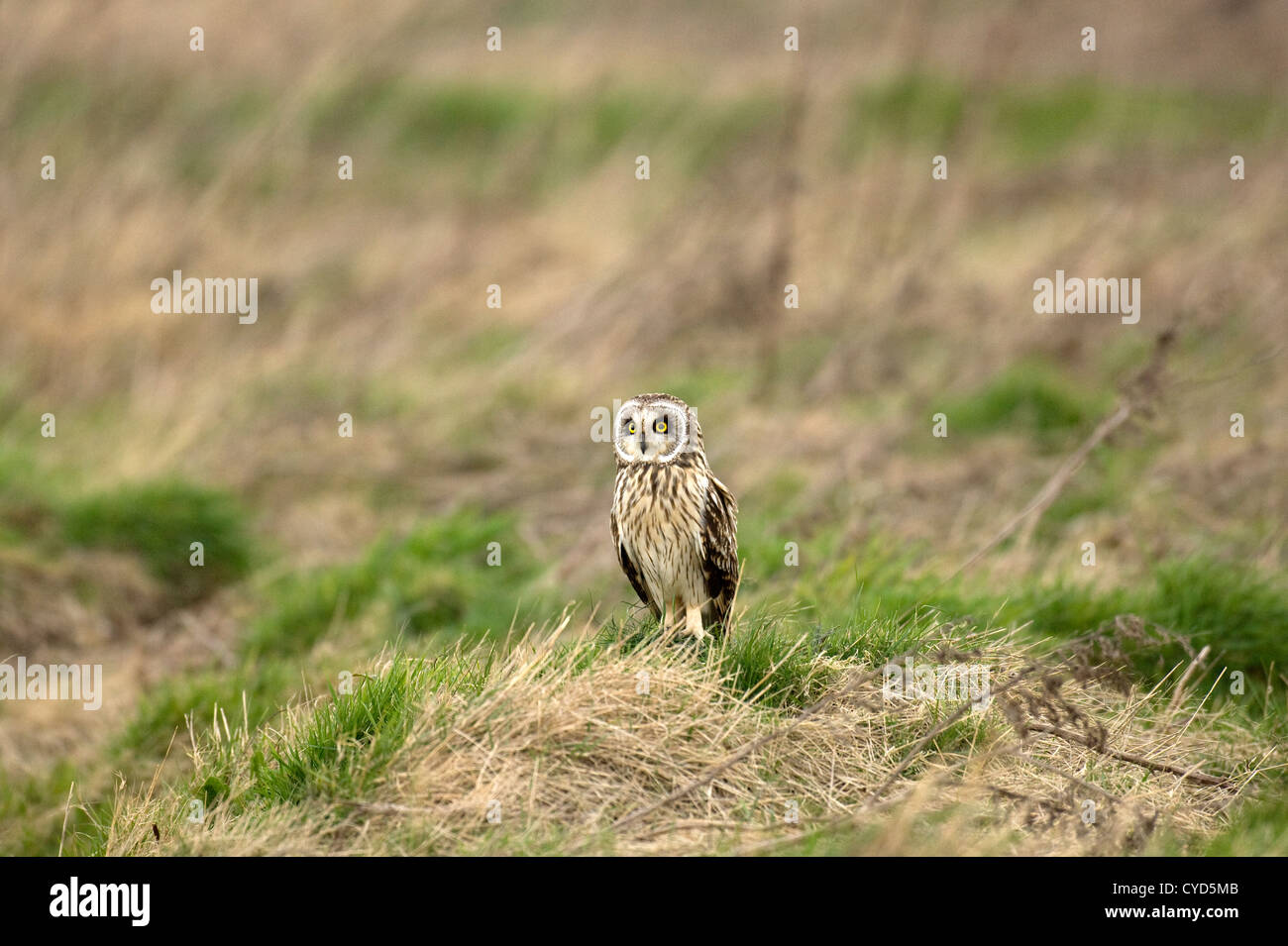 Corto-eared owl (Aseo flammeus) battenti nel selvaggio Foto Stock