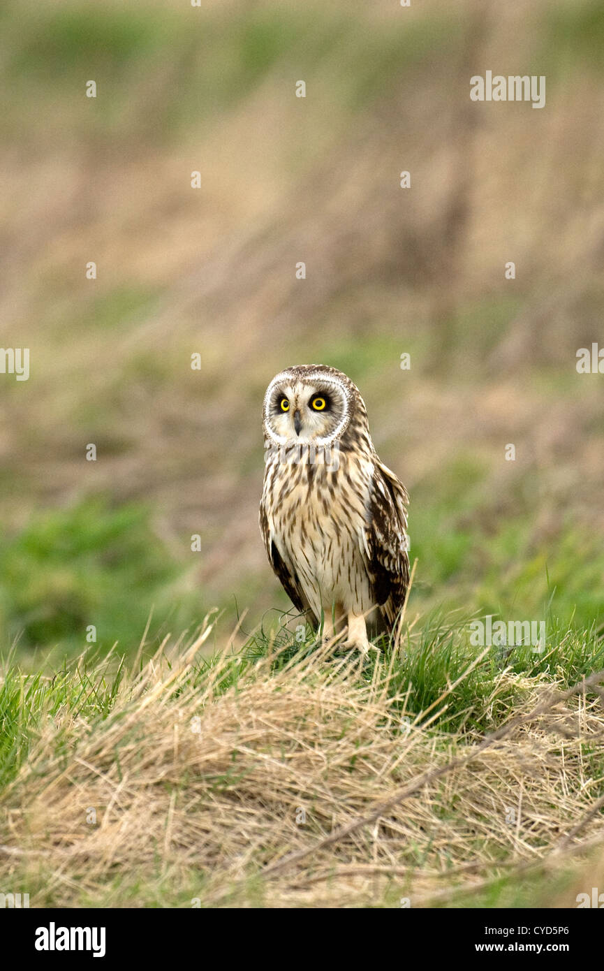 Corto-eared owl (Aseo flammeus) nel selvaggio Foto Stock