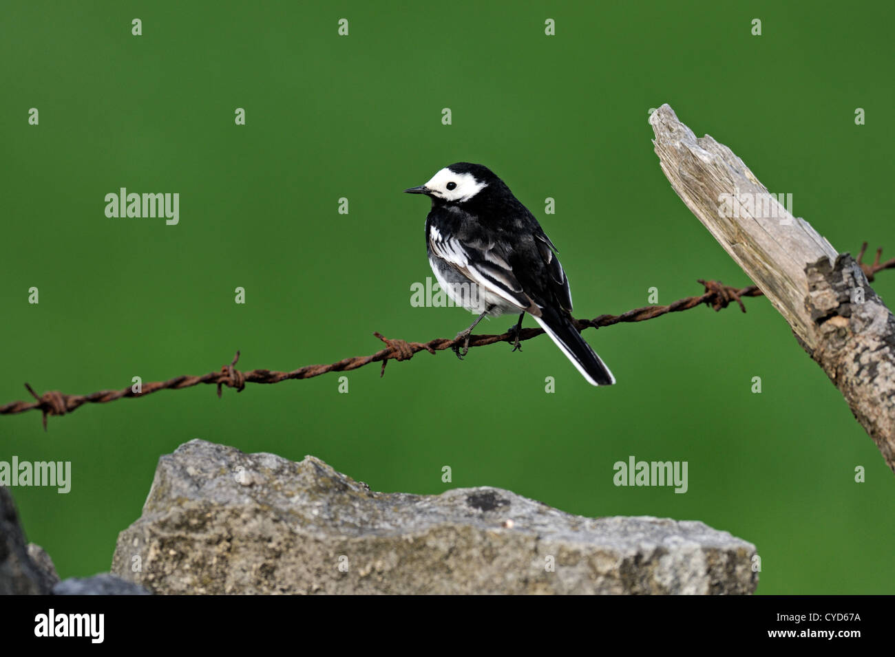 Pied wagtail (Motacilla alba) Foto Stock