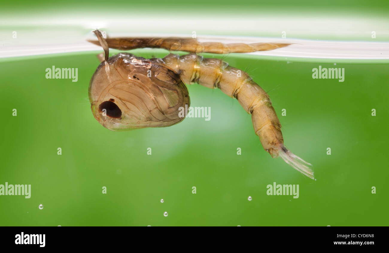Moscerino pupa in acqua, Culex pipiens (la casa comune mosquito) Foto Stock