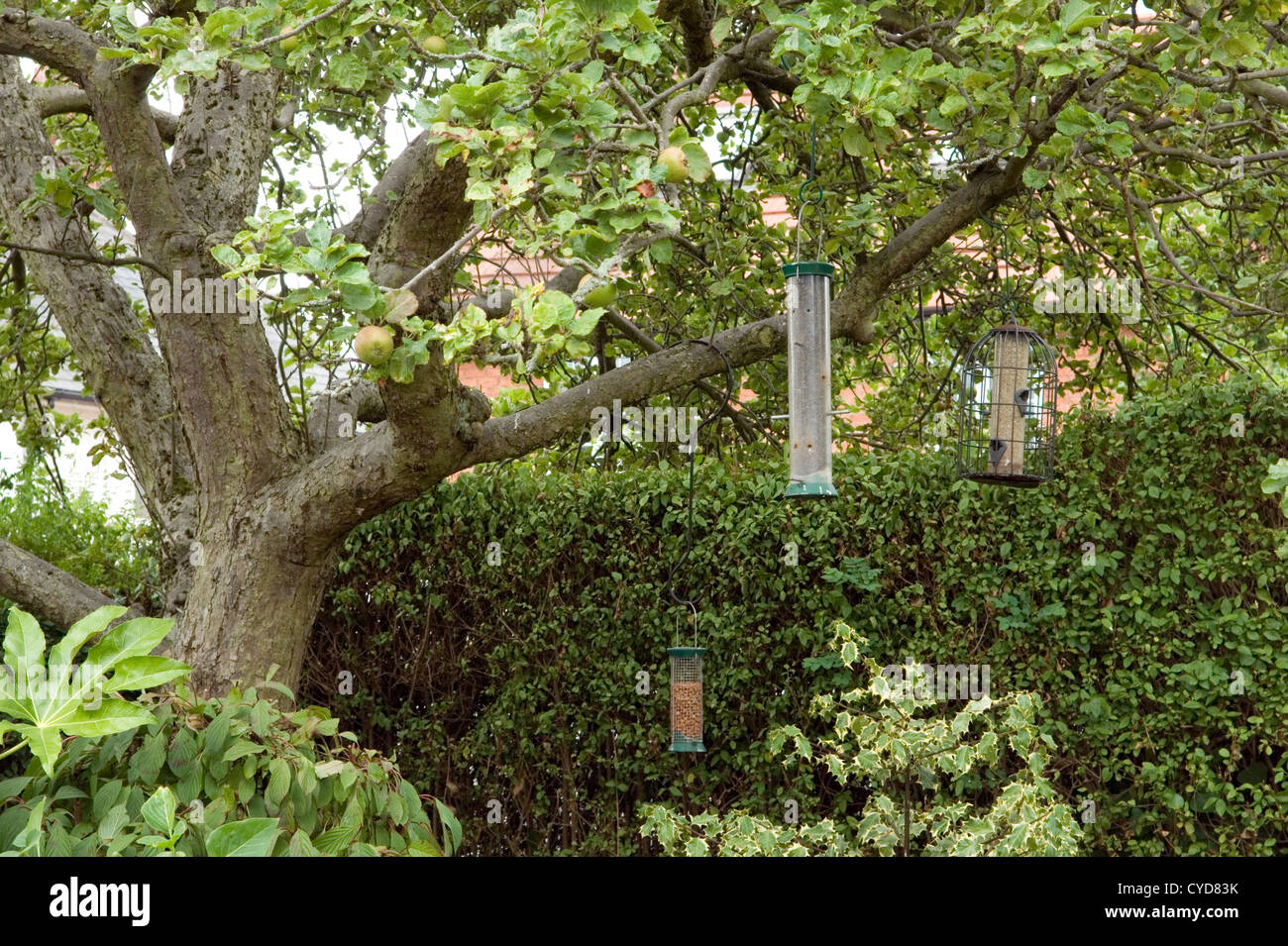 Gli alimentatori di uccello appeso a un albero di mele in un giardino suburbano Foto Stock