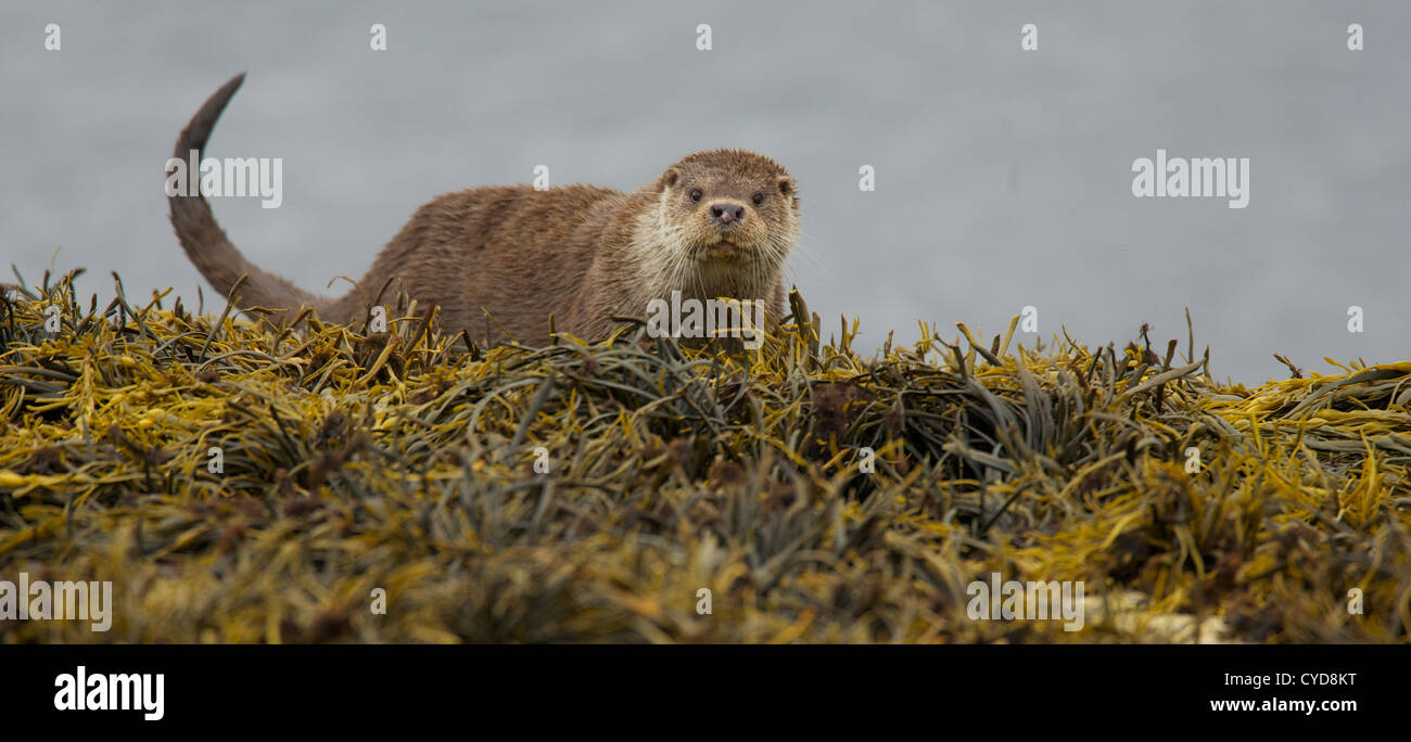 La lontra di The Isle of Mull Foto Stock