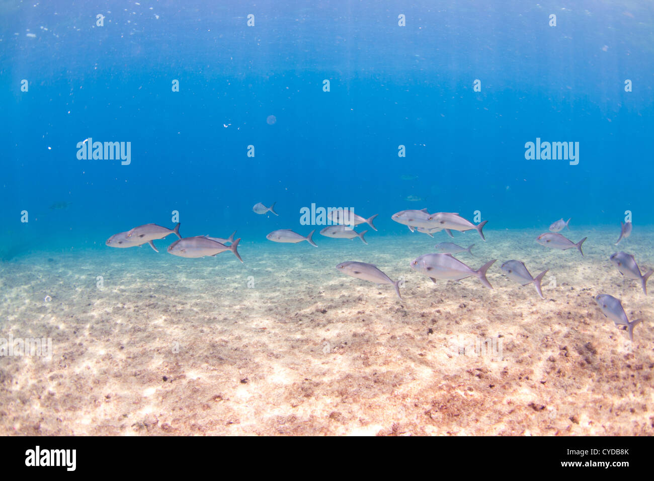 Pesce subacquea shoal a Laje de Santos Marine Park, a 22 miglia di distanza dalla città di Santos, stato di São Paulo a riva, Brasile Foto Stock