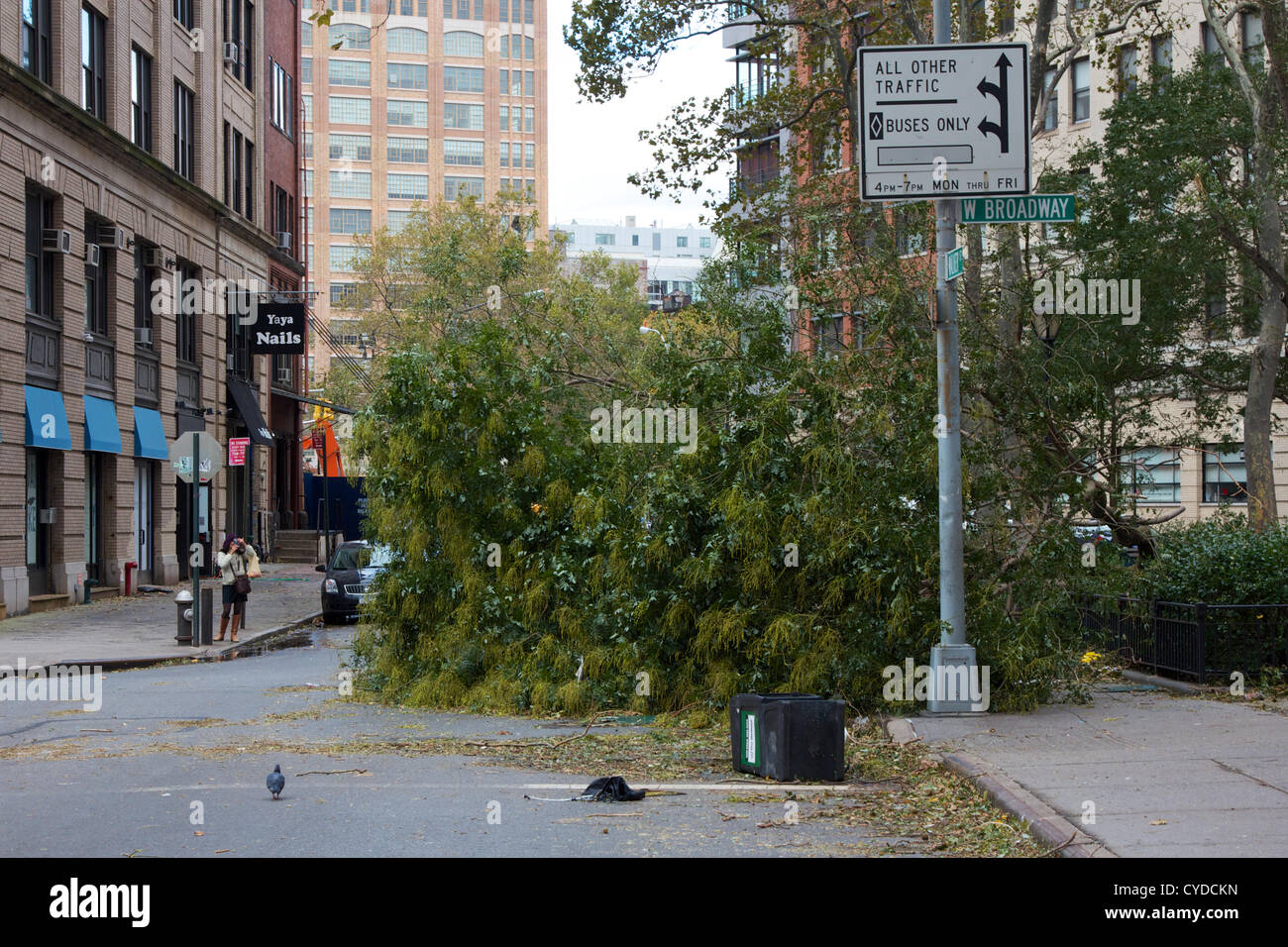 NEW YORK, NY, Stati Uniti d'America - 31 ottobre 2012: devastato parchi e alberi abbattuti dopo l uragano Sandy ha colpito New York, NY, STATI UNITI D'AMERICA, il 31 ottobre 2012. Foto Stock