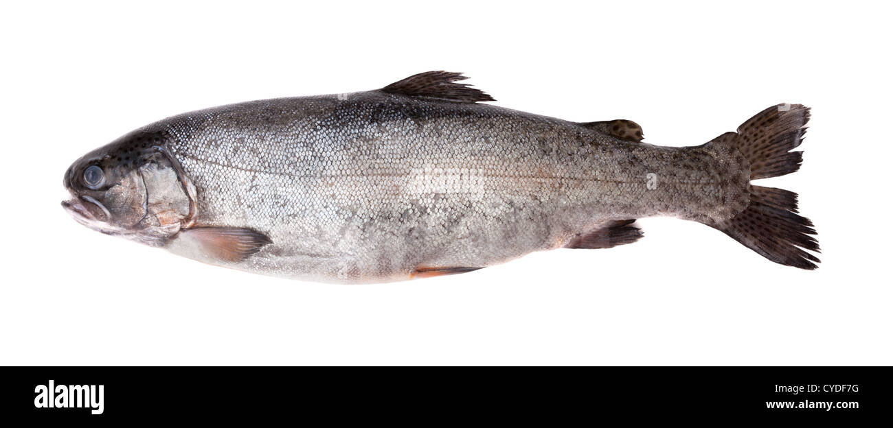 Di acqua fresca salmone. Isolato su sfondo bianco Foto Stock