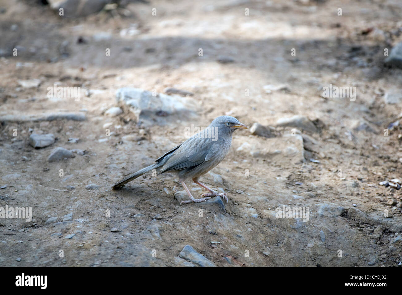 Jungle Babbler sul terreno Foto Stock