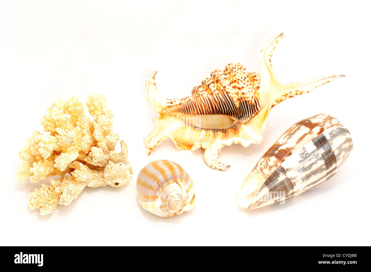 Seashell shell sullo sfondo del mare spiaggia natura estate acqua tropicale seashore sabbia ocean marine bianco vacanza vita pattern di viaggio Foto Stock