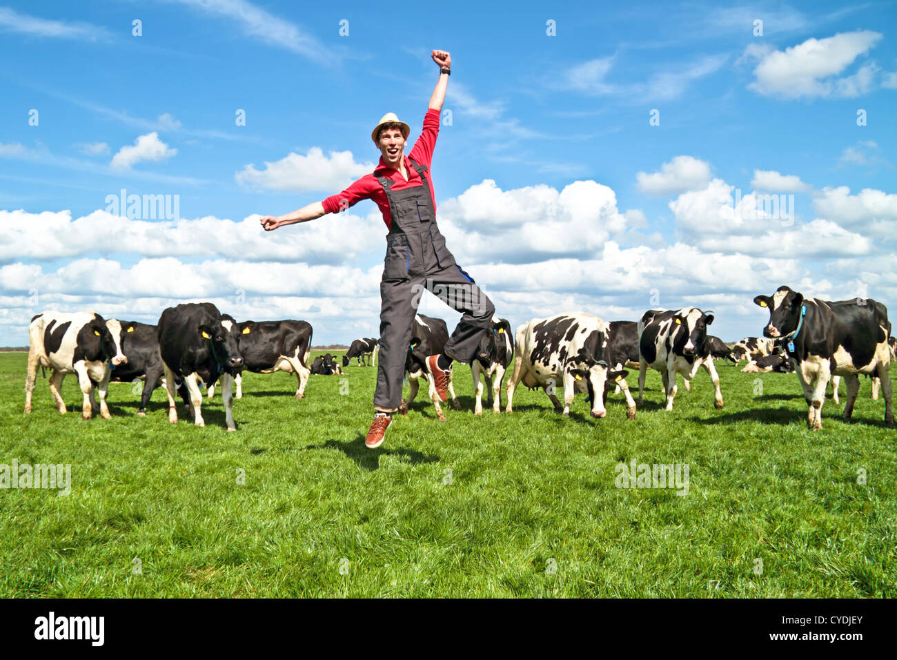 Felice di un agricoltore olandese con le sue mucche in campagna dai Paesi Bassi Foto Stock