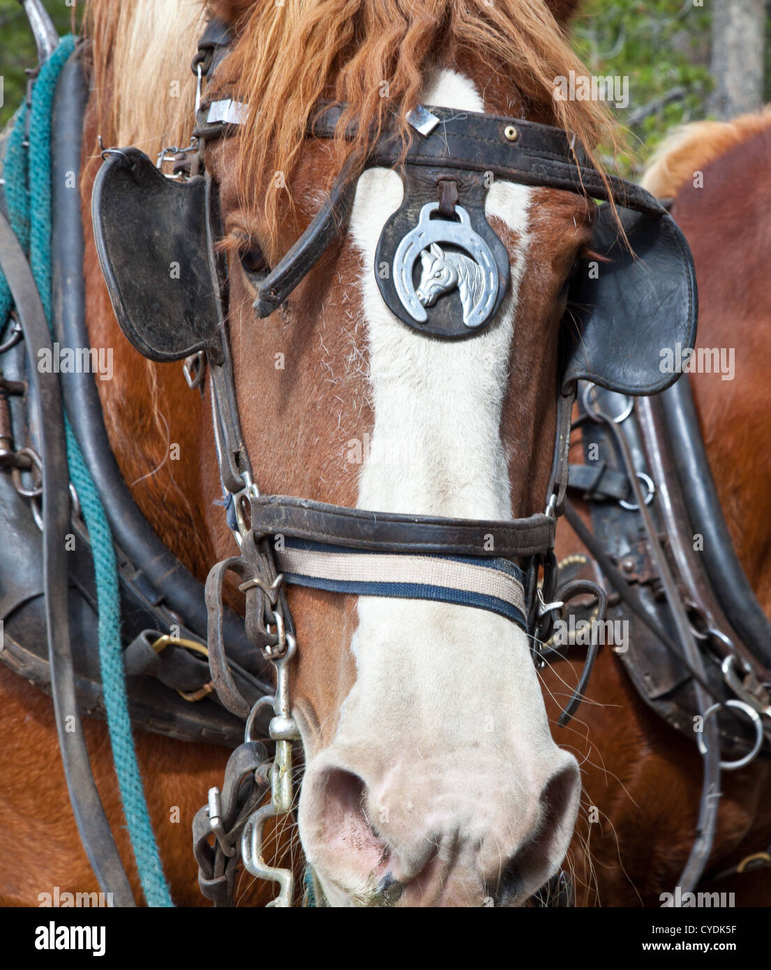 Un'immagine ravvicinata di un cavallo belga in piena tack agganciati ad un carro. Estes Park, Colorado. Foto Stock