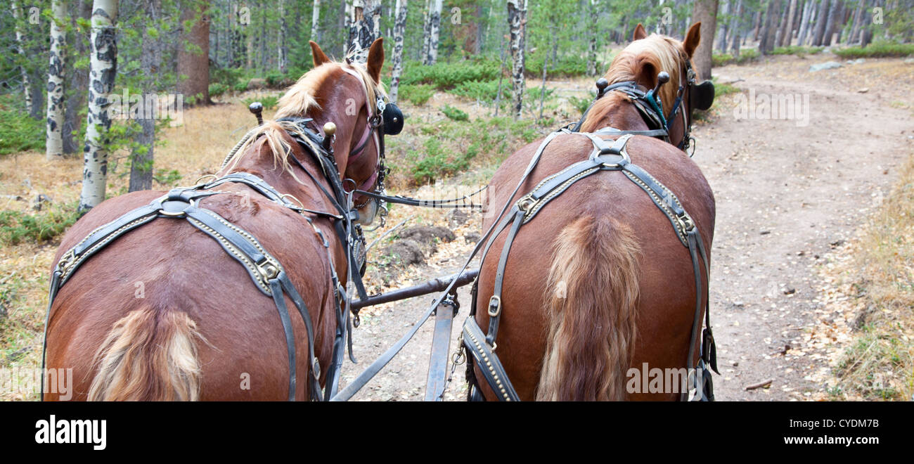 Progetto belga cavalli agganciati per lavoro. Estes Park, COLORADO Foto Stock