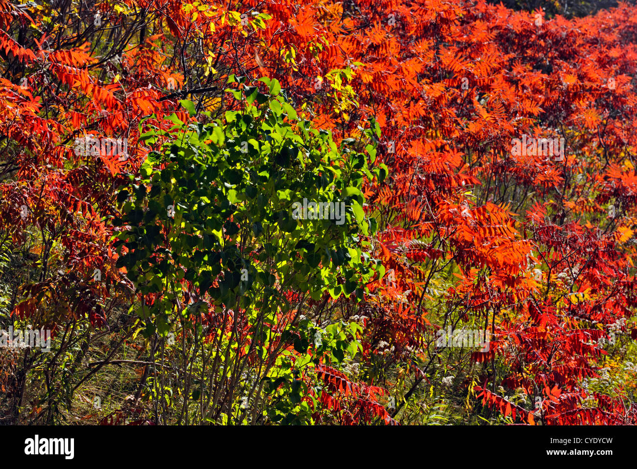 Sommacco stradale colony con basswood alberello, Manitoulin Island M'Chigeeng, Ontario, Canada Foto Stock