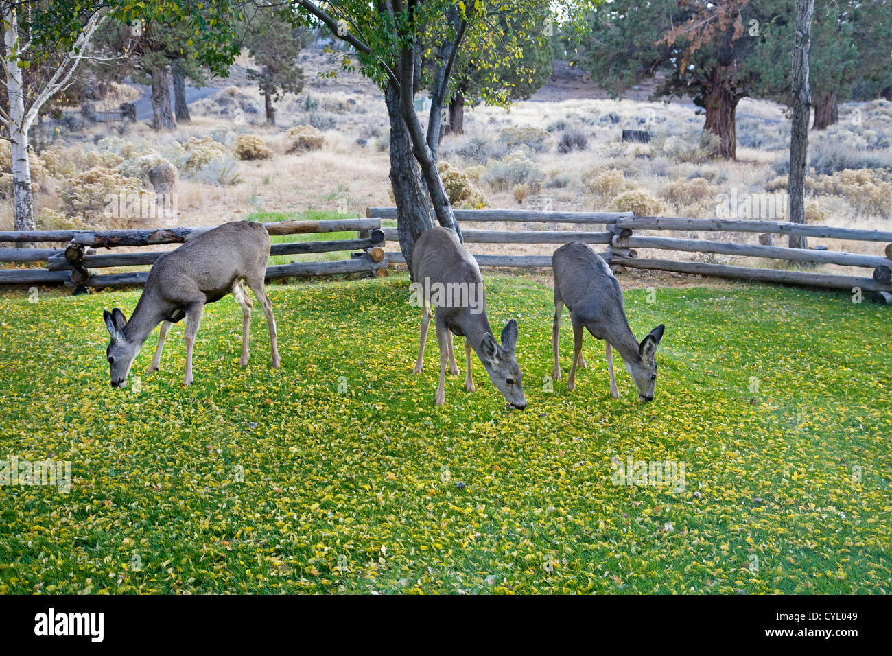 Tre Mule Deer mangiare aspen foglie in una zona residenziale cortile anteriore in Oregon Foto Stock