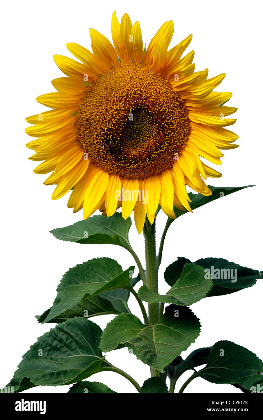 Girasole su un giorno d'estate in Baviera - Helianthus annuus. Foto Stock