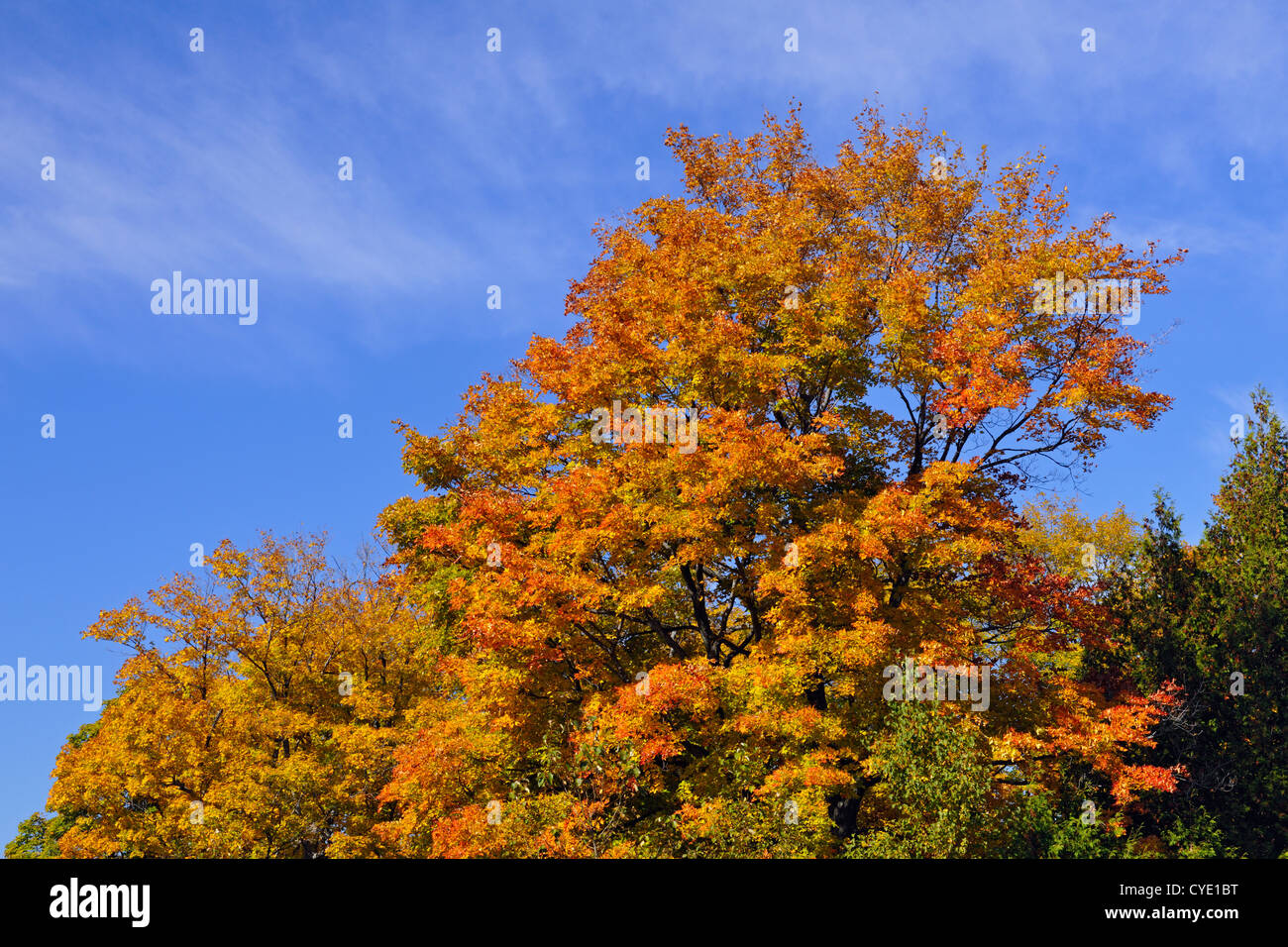 Woodlot in acero in autunno, in corrispondenza del bordo di un prato, Manitoulin Island M'Chigeeng, Ontario, Canada Foto Stock