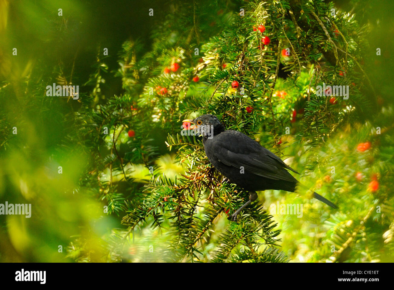 Sub-maschio adulto Merlo, Turdus merula, mangiare yew berry, West Lothian, Scozia Foto Stock