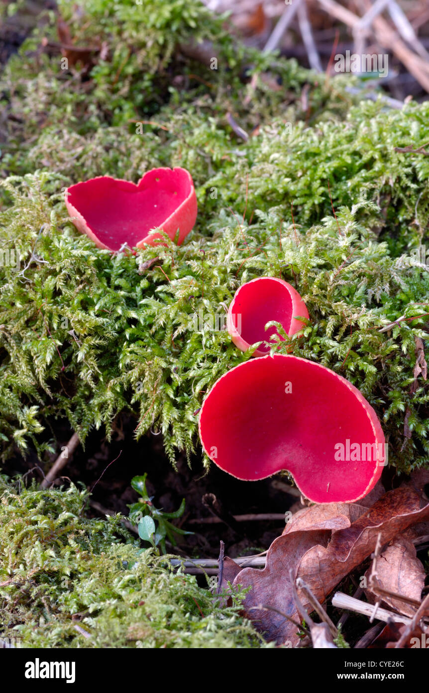 Scarlet Elfcup, Sarcoscypha austriaca, fungo su legno morto, visto in legno Carstramont, Dumfries and Galloway, Scozia Foto Stock