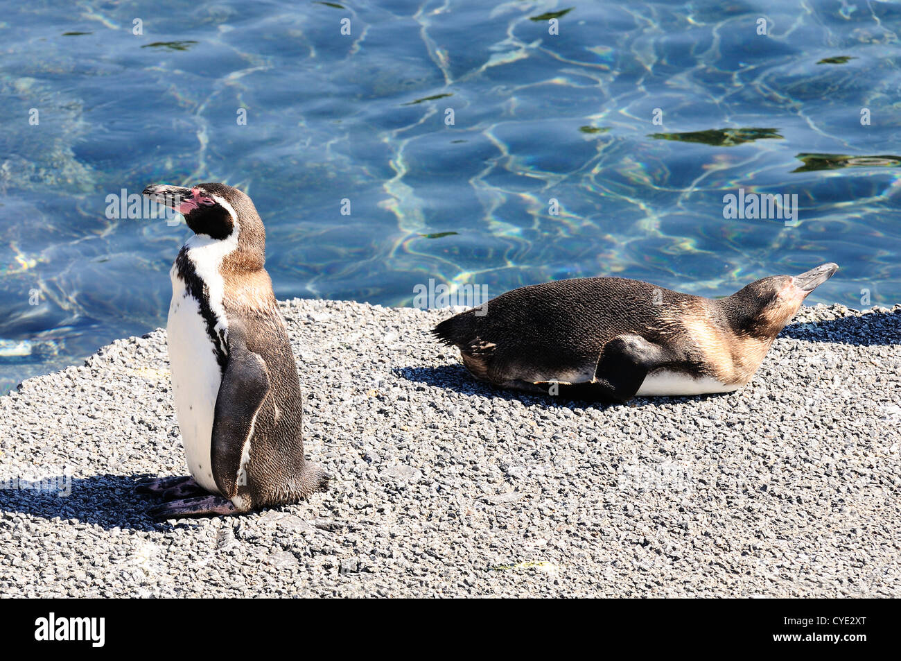 Due pinguini dreaming seduto su una roccia, freddo wqater in background Foto Stock