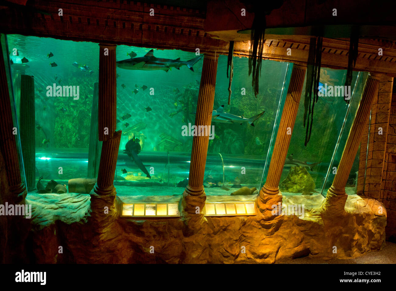 Sealife in Great Yarmouth Foto Stock