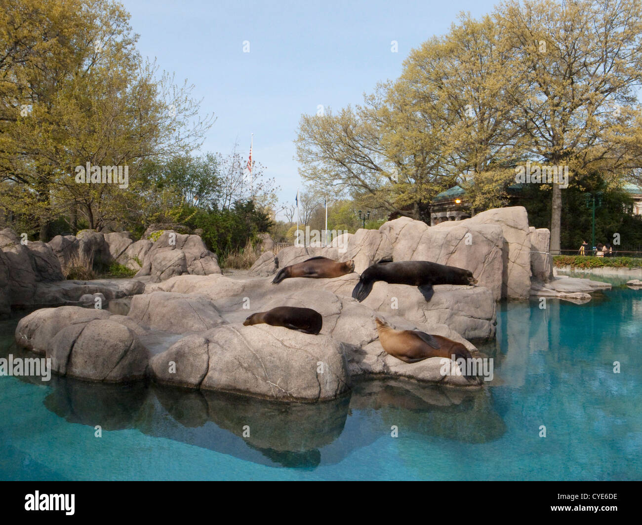 Zoo del Bronx. Foto Stock