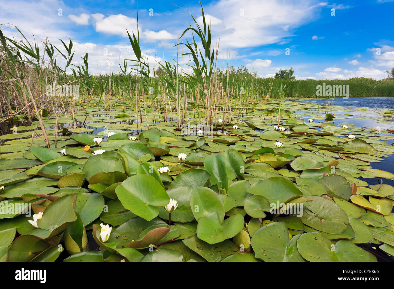 Il Delta del Danubio, Romania Foto Stock