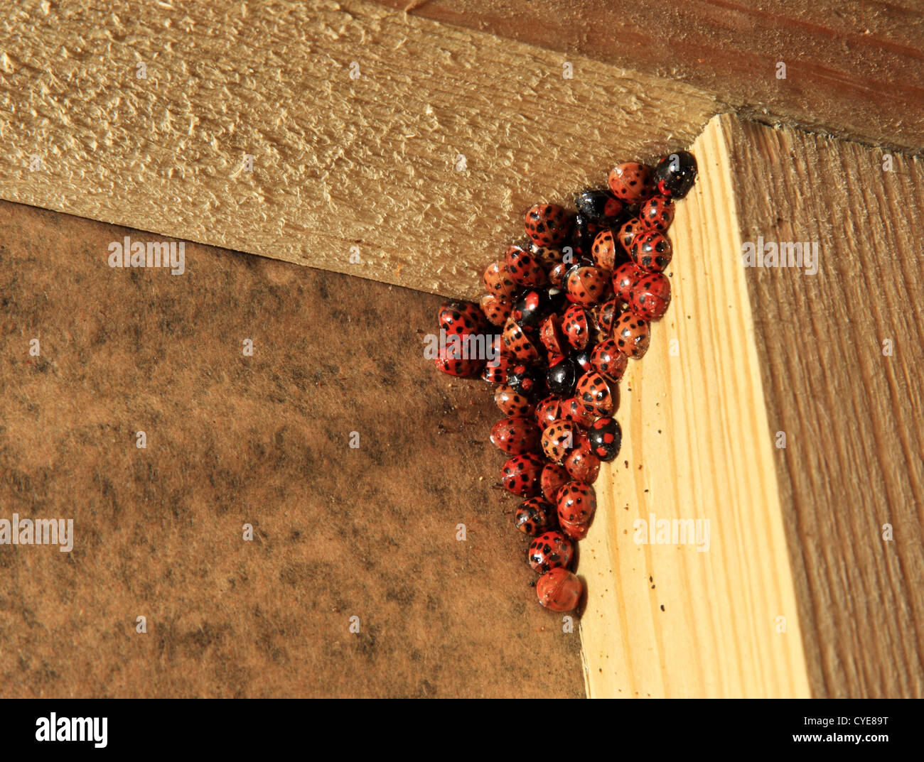 8347. Arlecchino Coccinelle entra in modalità di ibernazione, Kent, Inghilterra, Europa Foto Stock