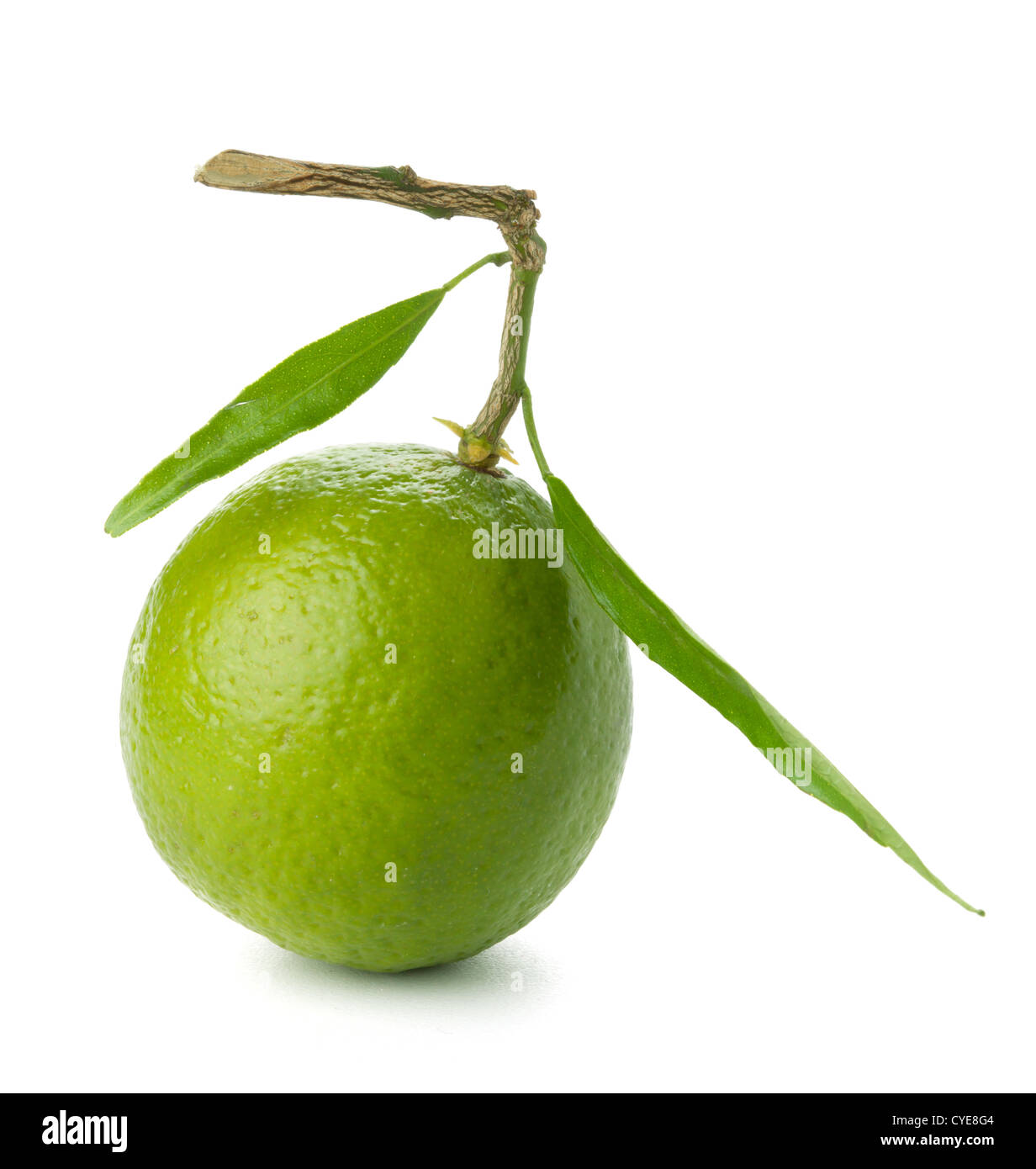 Lime fresco con foglie di colore verde. Isolato su bianco Foto Stock
