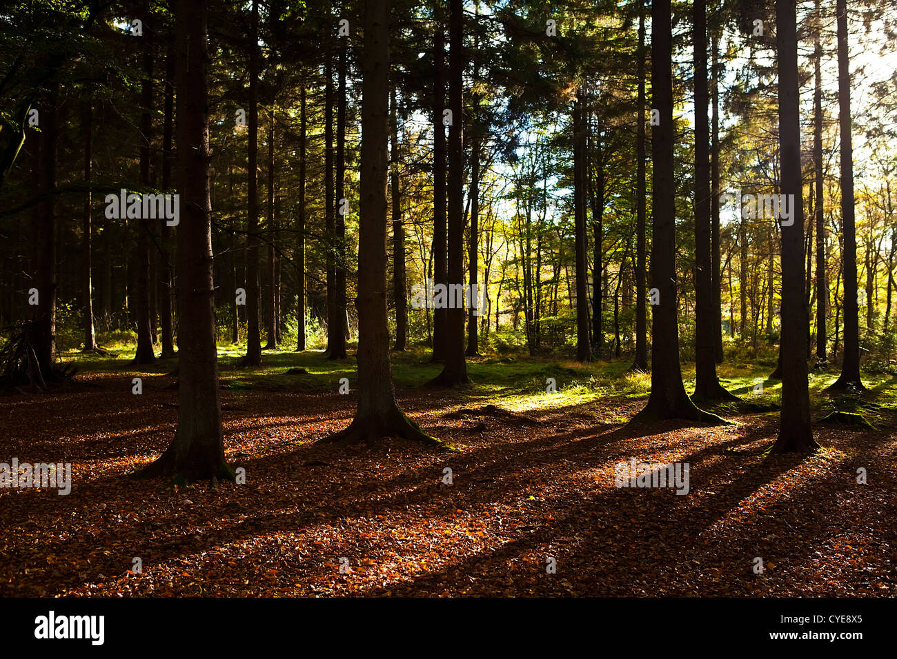 Vecchia foresta di conifere con molti tronchi di alberi Foto Stock