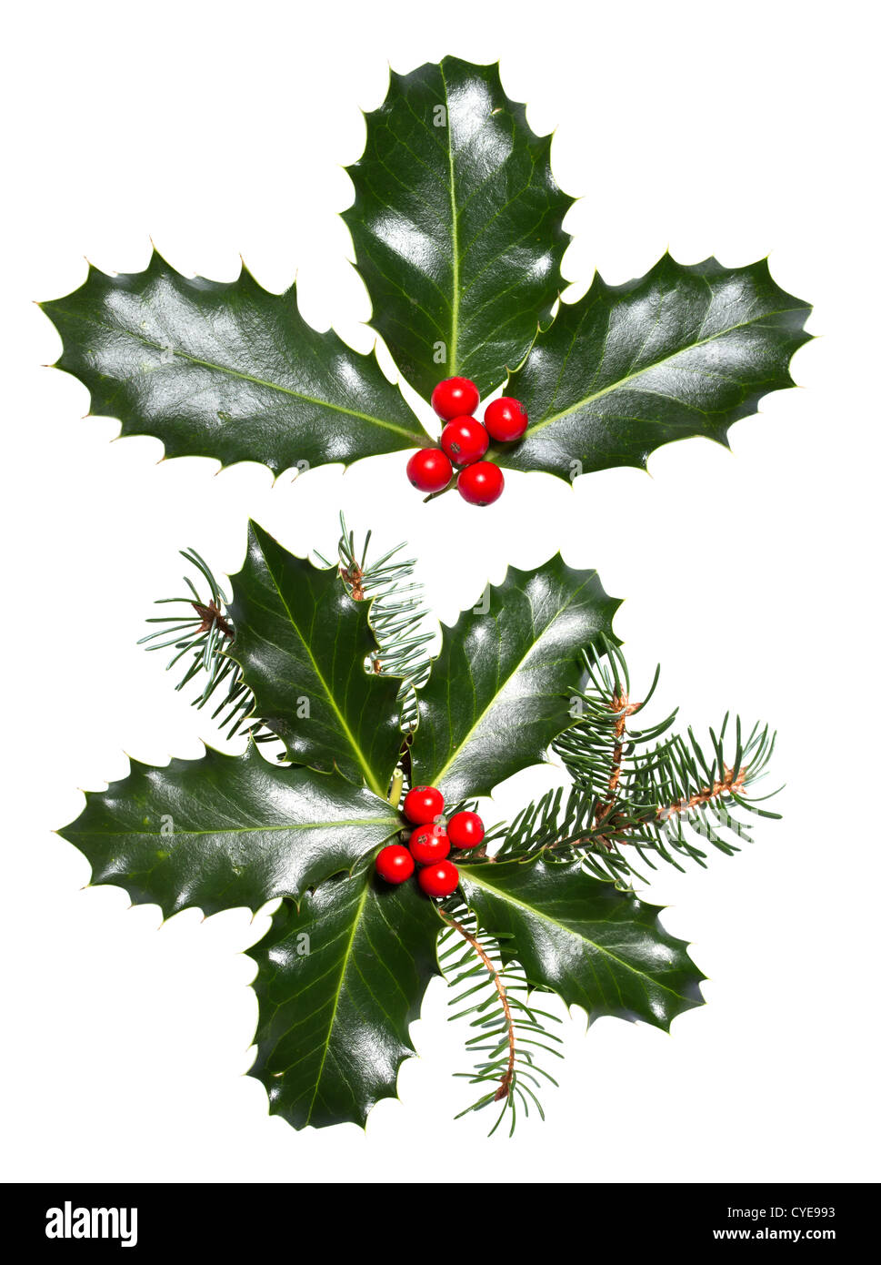 Holly foglie e bacche isolato su uno sfondo bianco Foto Stock