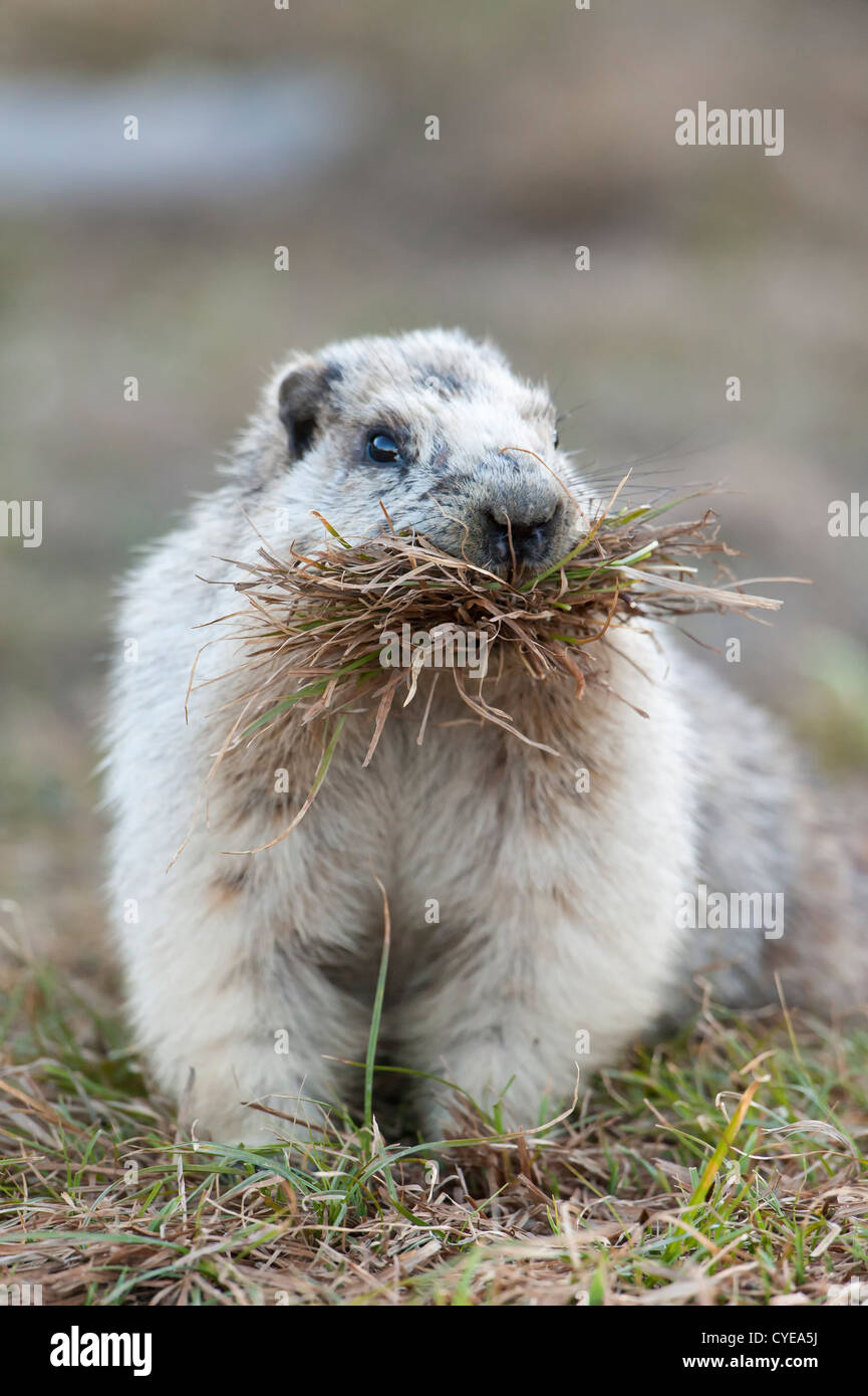 Un annoso marmotta raccoglie erba per la chiudere sempre l'inverno in Alta zone alpine, il Glacier National Park Montana Foto Stock