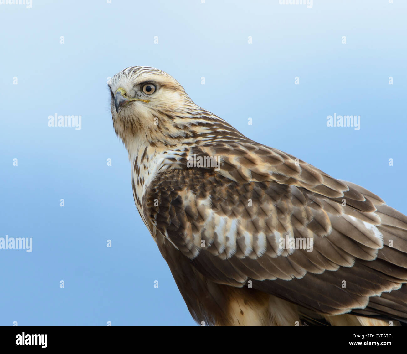 Rough-zampe ritratto Hawk, Western Montana Foto Stock