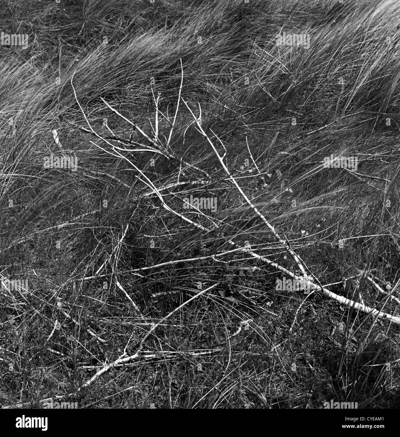 Erba selvatica e ramoscelli sull'Irlanda del Nord Coast Foto Stock