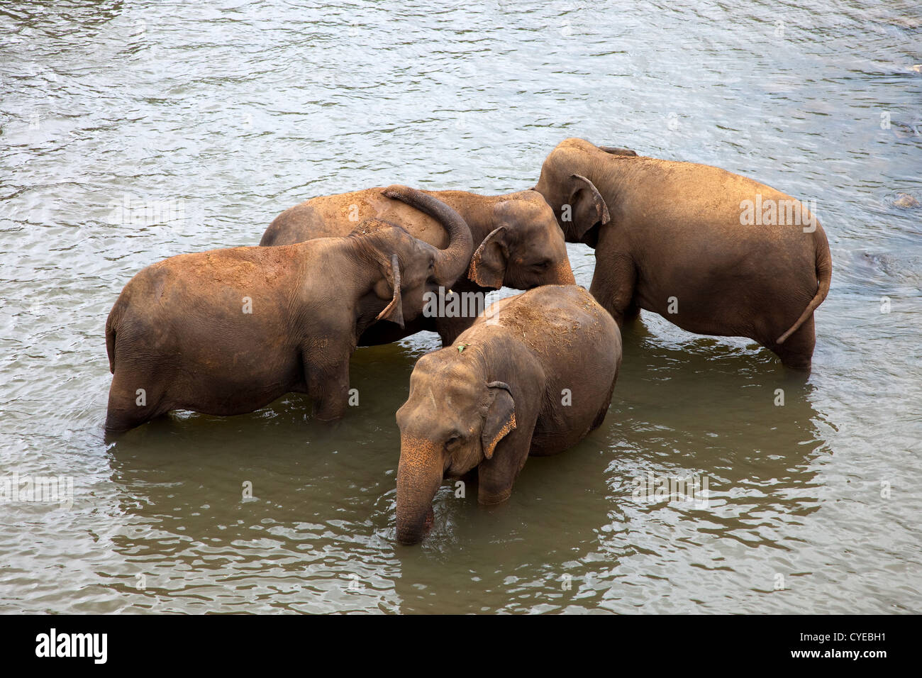 Elephant dalla Pinnawala l'Orfanotrofio degli Elefanti, Kegella, Sri Lanka il lavaggio nel fiume locale Foto Stock