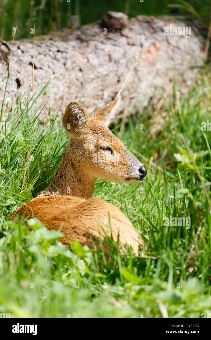 Acqua cinese deer (Hydropotes inermis inermis) siede in erba in un parco naturale Foto Stock