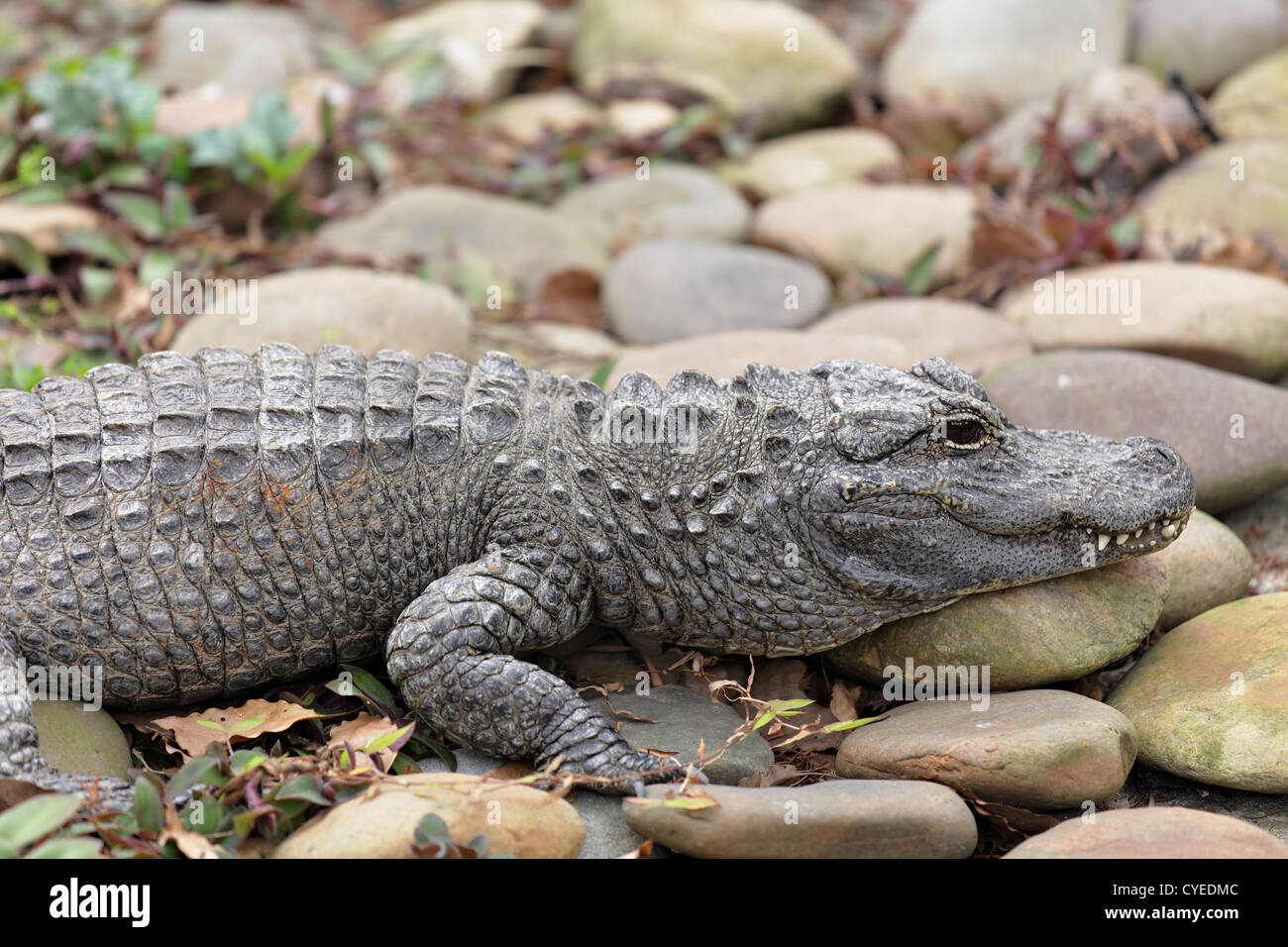 coccodrillo Foto Stock