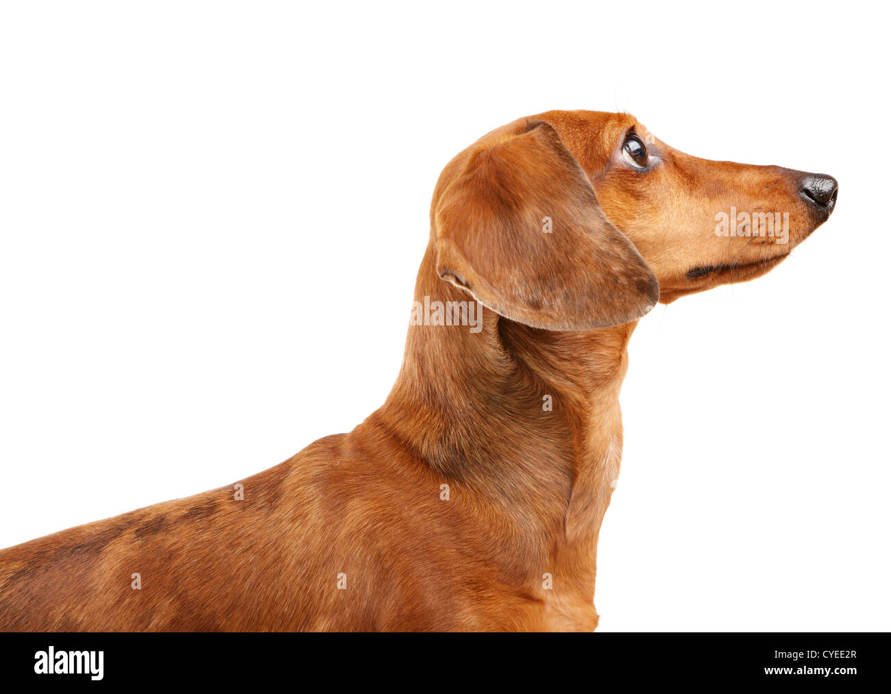 Corto pelo cane bassotto Foto Stock