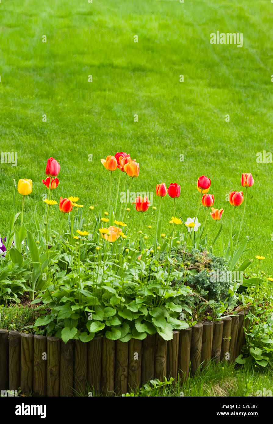 Piantati i tulipani in aiuola, prato sullo sfondo. Foto Stock