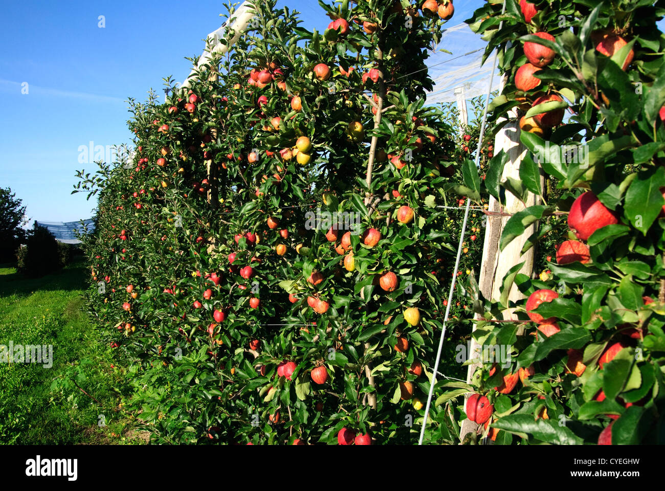 Frutteti di mele, crescendo in un frutteto in Francia, Valle della Loira Foto Stock
