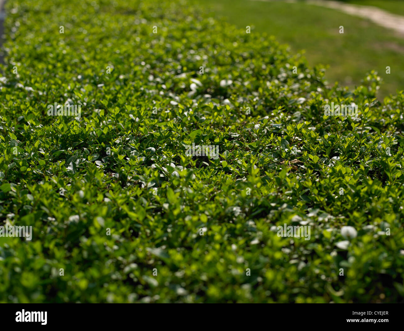 Sfondo verde della siepe, Blured Focus Foto Stock
