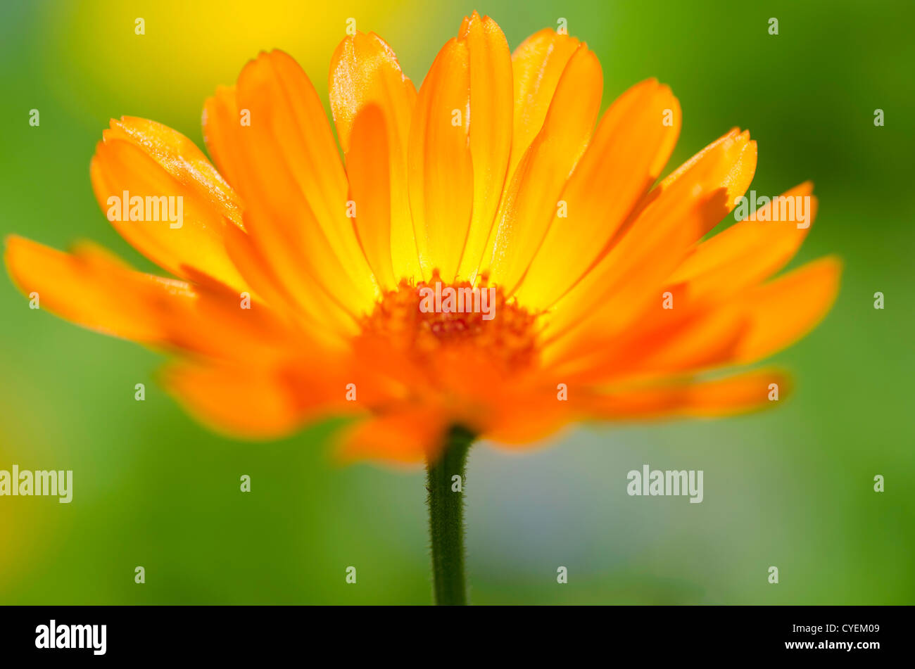 Un vivacemente colorato fiore Foto Stock