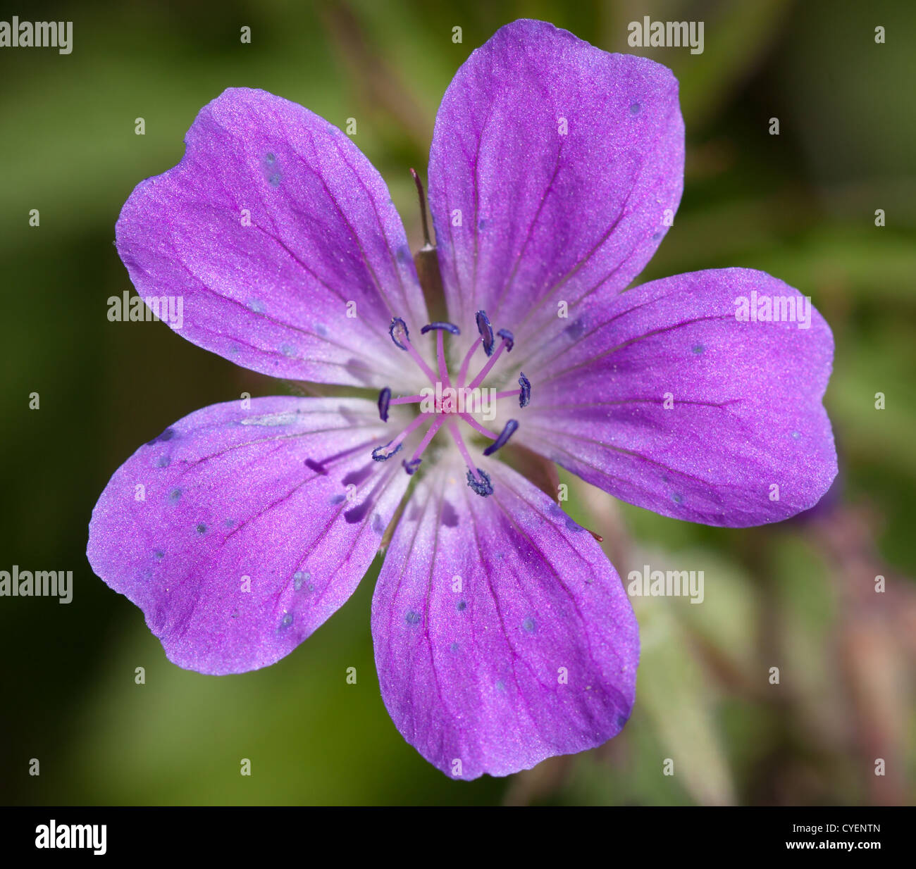 Legno o Cranesbill Bosco fiore di geranio Foto Stock