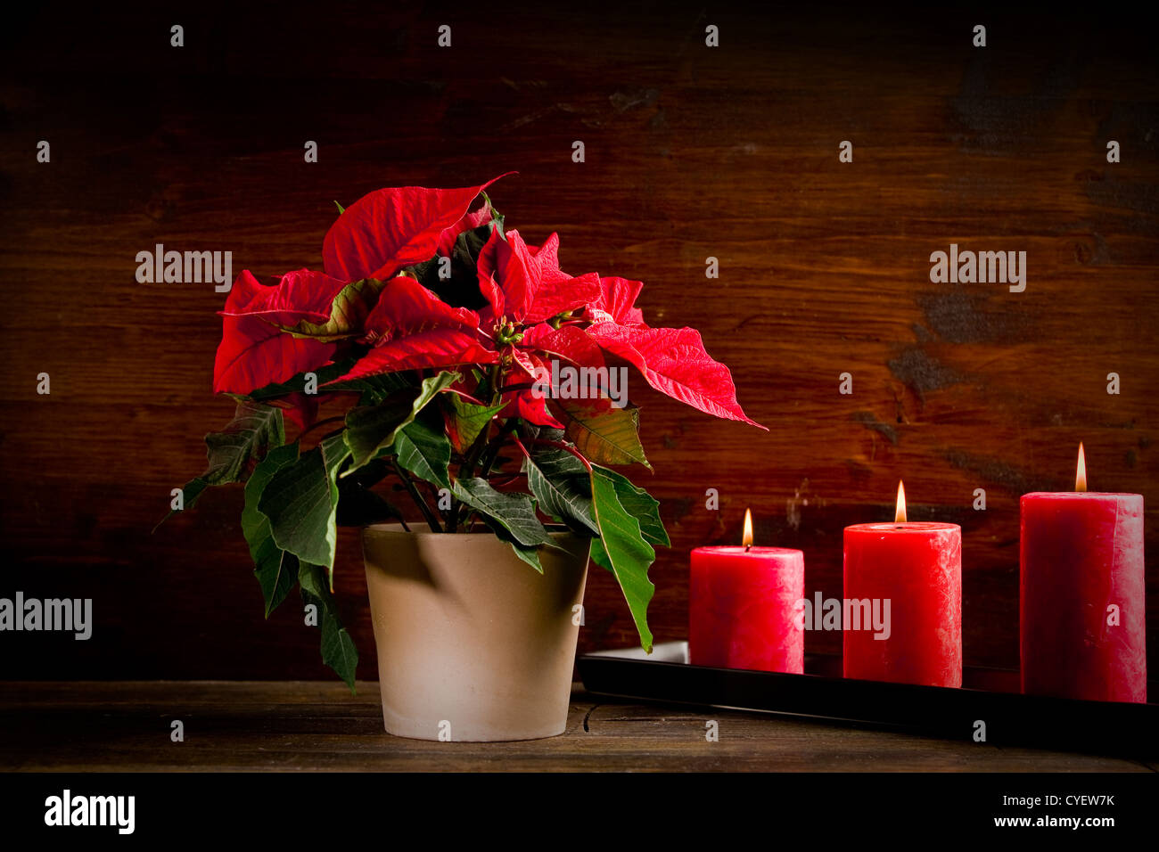 Foto della bellissima pianta poinsettia sul tavolo di legno illuminato da spot Foto Stock