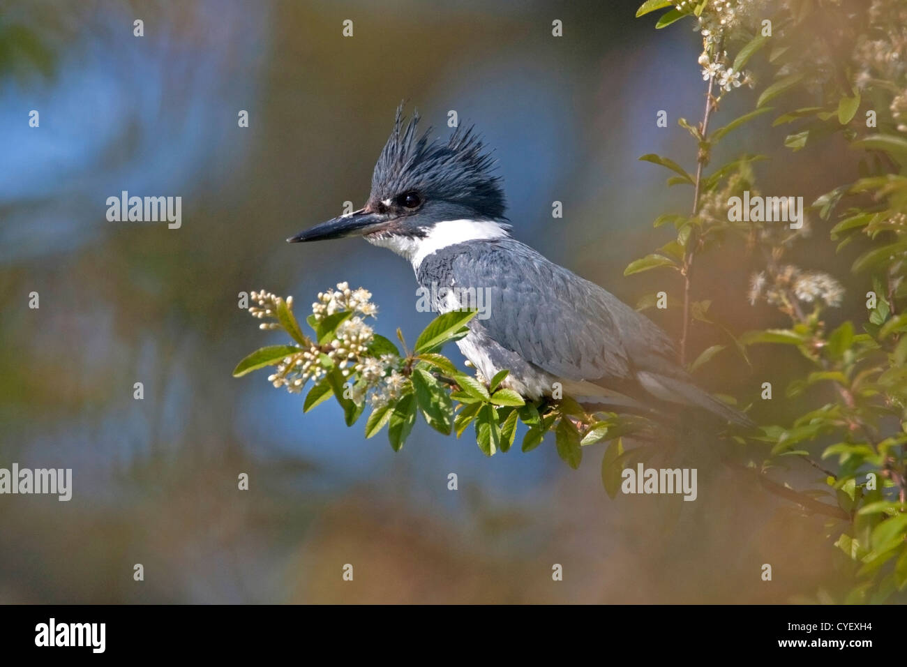 Belted Kingfisher (Megaceryle alcyon) appollaiato sul ramo che si affaccia sul fiume presso Creek francese, Isola di Vancouver, BC, Canada in Marzo Foto Stock