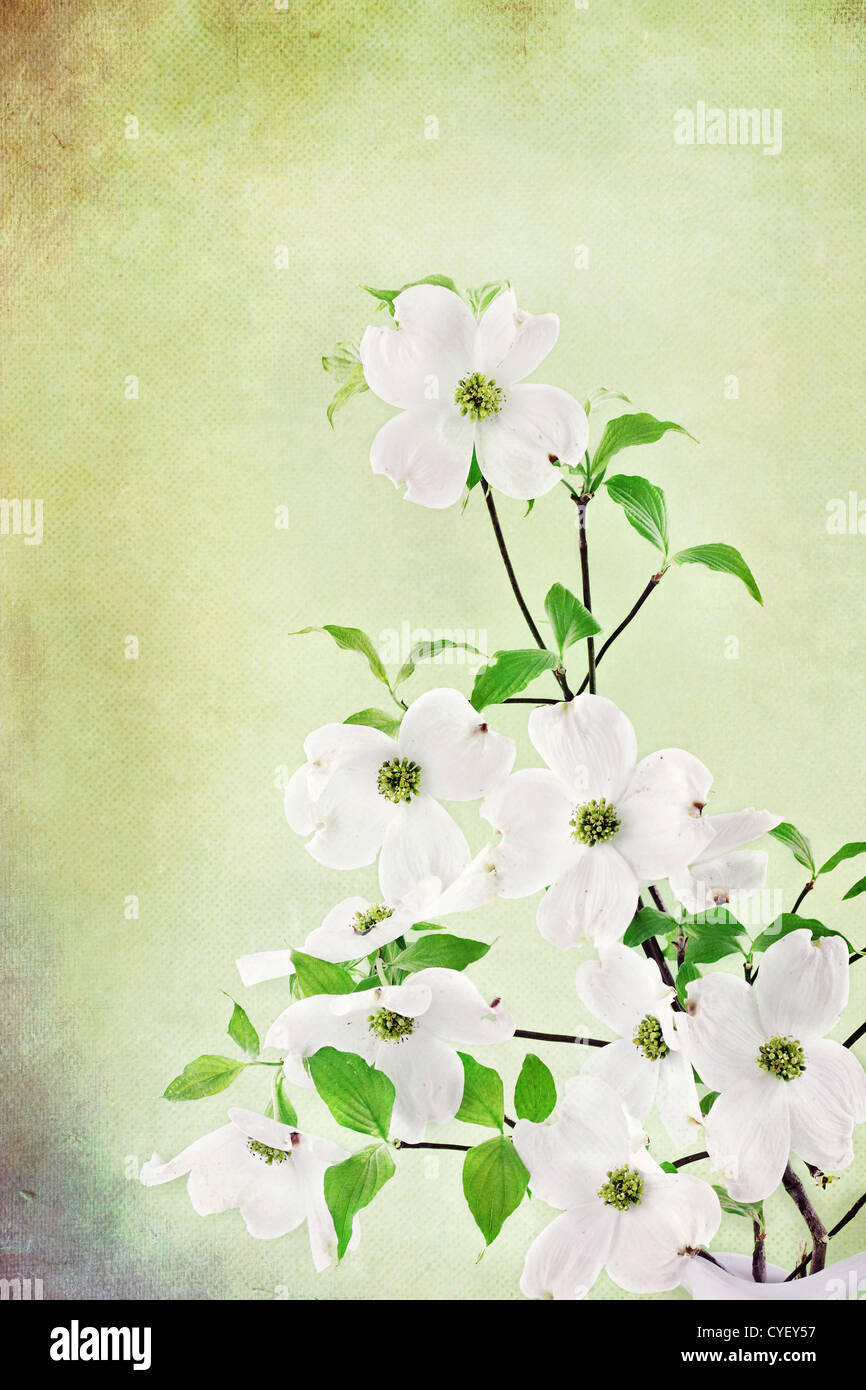 Immagine con trama di un bouquet di bianco fiori di Corniolo. Foto Stock