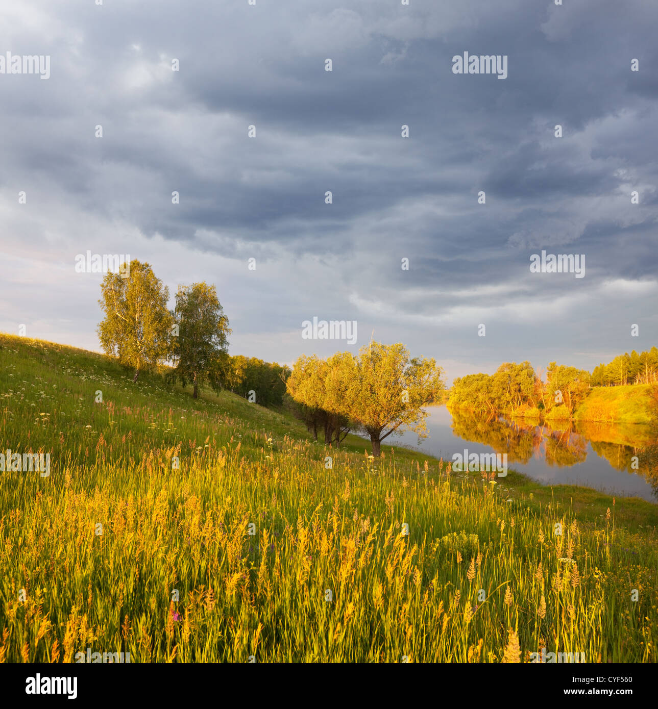 prato all'alba Foto Stock