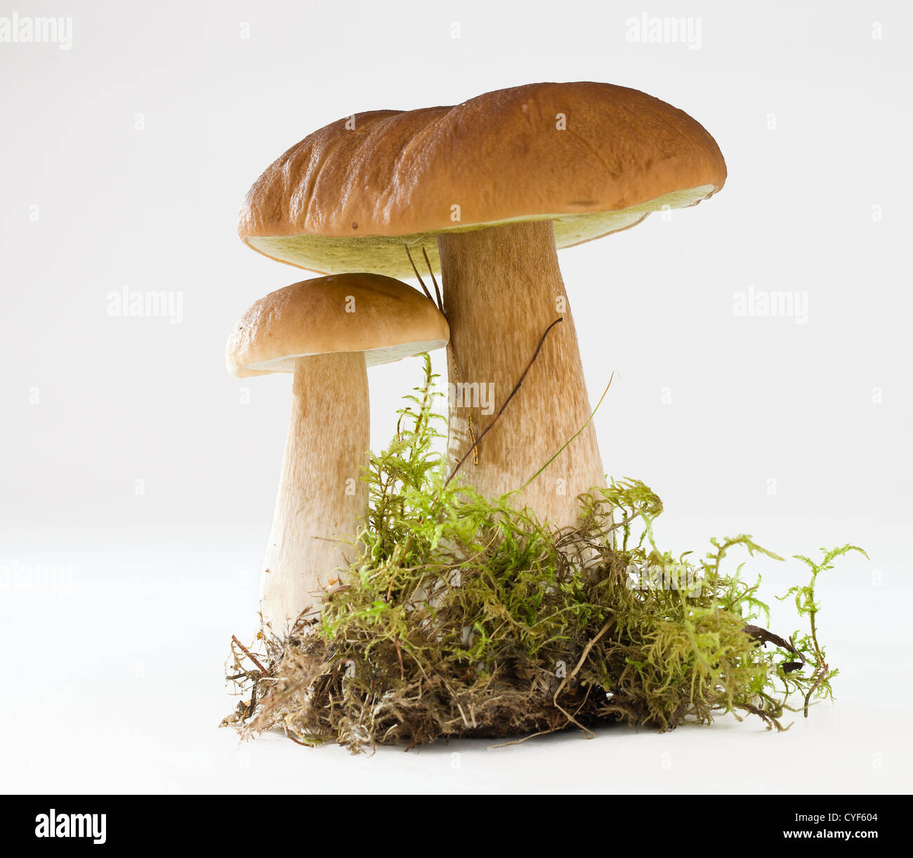 Due funghi, grandi e piccoli con un pezzo di erba su sfondo bianco. Foto Stock