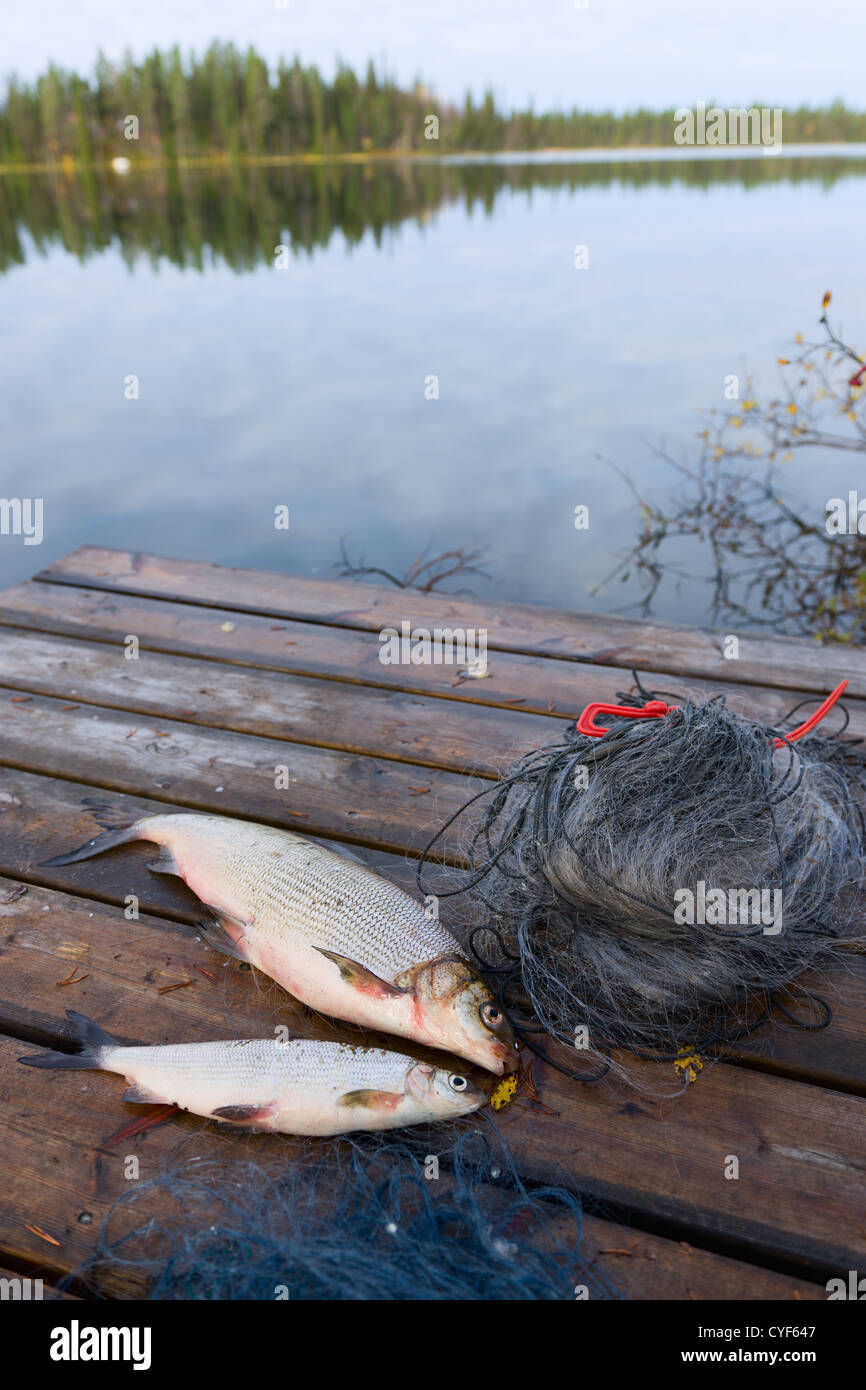 Due whitefishes sul dock, fianco a fianco con una Tutina in rete e il lago sullo sfondo. Foto Stock