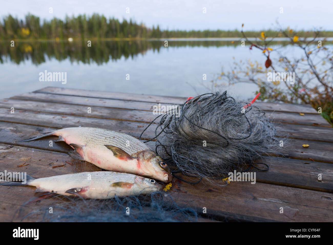Due whitefishes sul dock, fianco a fianco con una Tutina in rete e il lago sullo sfondo. Foto Stock