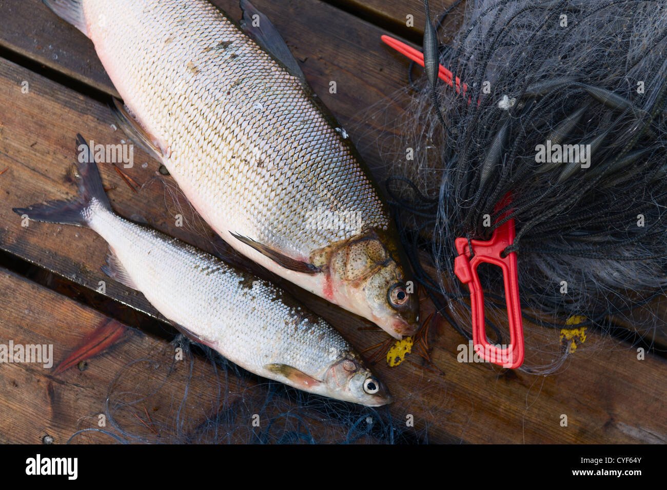 Due whitefishes sul dock, fianco a fianco con una Tutina in rete. Foto Stock